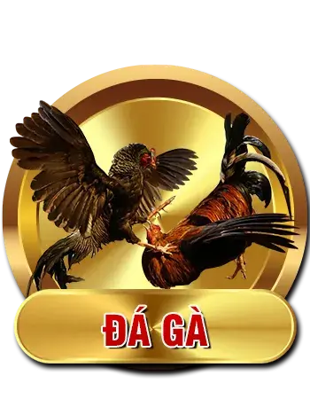 Đá gà RR88